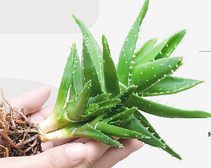 韩国HOLIKA99%芦荟胶